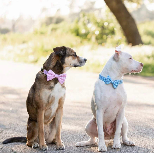 Carnation Gingham Dog Bow Tie